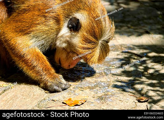 Watering. Toque macaque (Macaca sinica) (feeding female) tries to lick the water oozing on the road stones, It is Sri Lanka endemic