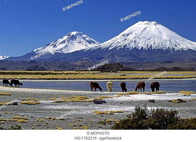 ALPACAS graze below the PAYACHATAS (twins), PAMERAPE (L) & PARINACOTA (R, 20, 800 FT.) - LAUCA NATIONAL PARK, CHILE - 31/07/2009