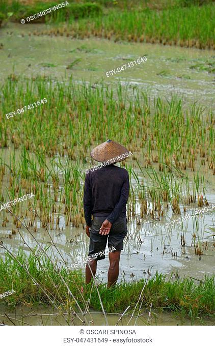 A man in a rice field in Tana Toraja, Sulawesi, Indonesia