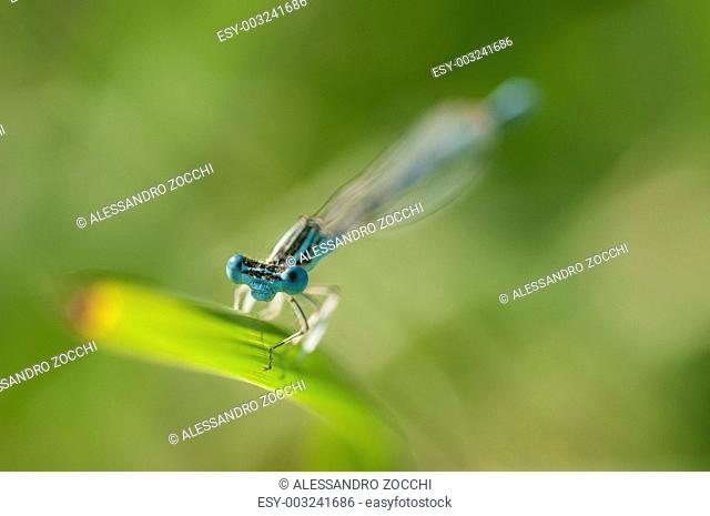 Blue damselfly perched on a blade of grass