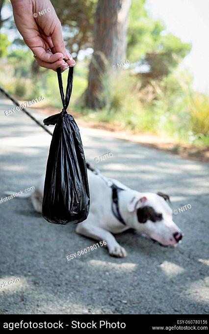 closeup of a black poop bag in the hand of a young woman next to a male mongrel dog mix of Bull Terrier, Pit Bull and American Staffordshire Terrier lying on...