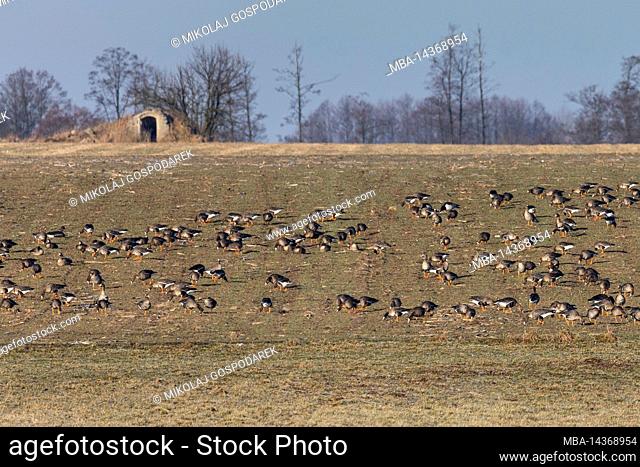 Europe, Poland, Podlaskie Voivodeship, Greylag geese