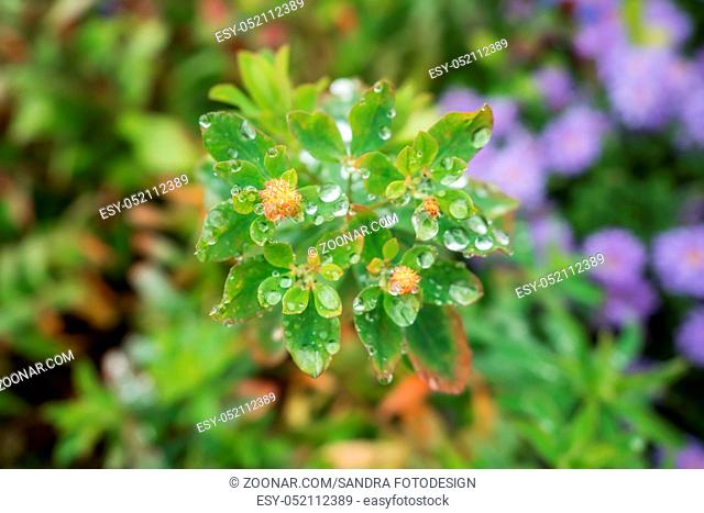 Green and yellow colored flower with rain drops