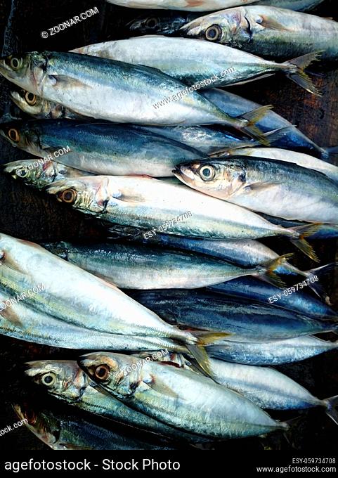 Gifts of the sea. Various seafood in the markets of Southeast Asia, the so-called