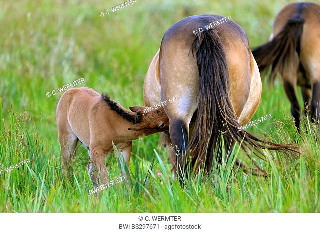Exmoor pony (Equus przewalskii f. caballus), foal suckling, Netherlands, Texel