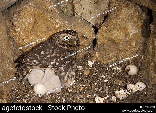 Little owl (Athene noctua), female in nest, first young birds hatched, eggshells on the right side, endangered species in Central Europe, Thuringia, Germany