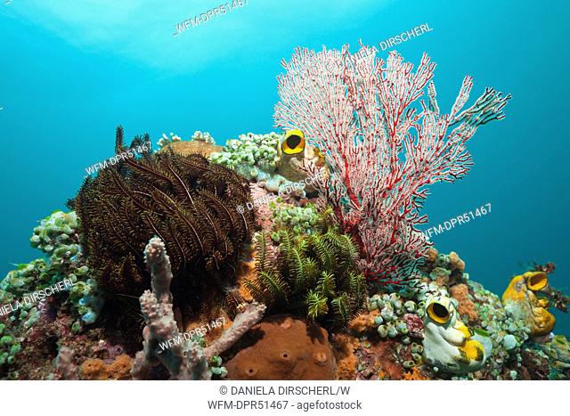Coral Reef, Candidasa, Bali, Indonesia