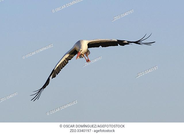 White stork (Ciconia ciconia) in flight. Extremadura. Spain