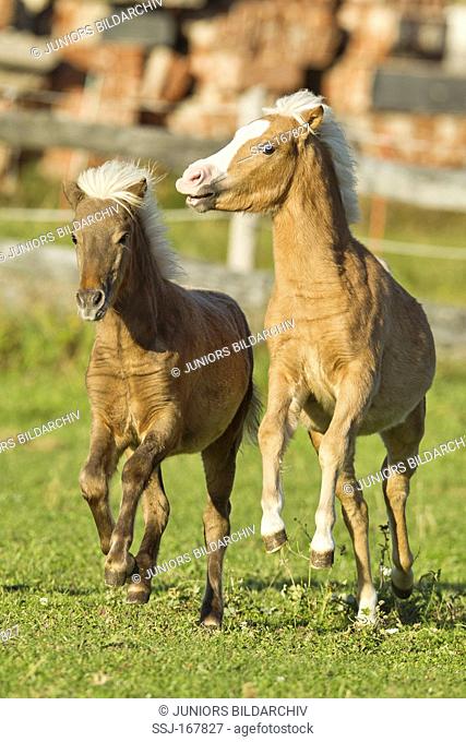 Classic Pony. Two young mares in a gallop on a meadow
