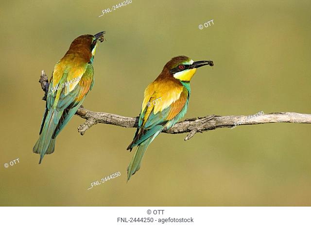 Close-up of two European Bee-eaters Merops apiaster perching on branch with prey in its beak, Hungary