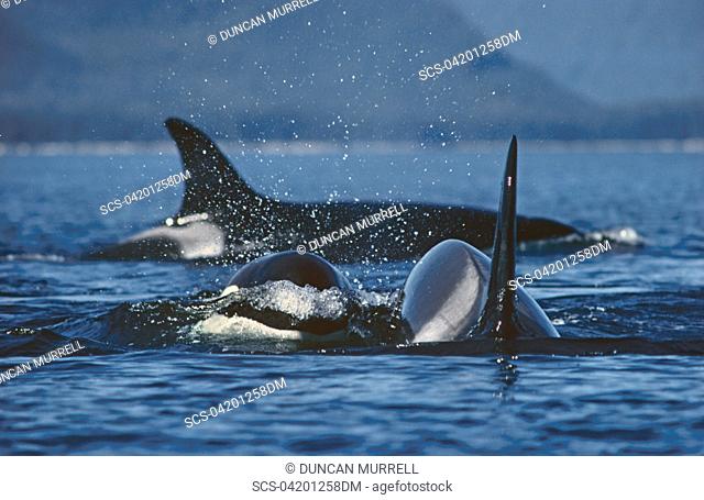 Killer whale Orcinus orca S E Alaska