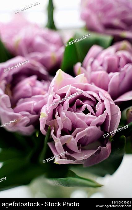 Close up purple tulips photo. Spring concept. natural girly background. flowers design. Slow living mindful life. High quality photo