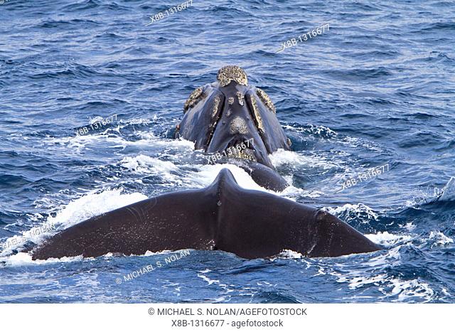 Adult Southern Right Whale Eubalaena australis surfacing near Elephant Island, South Shetland Islands, Antarctica  MORE INFO Around 12