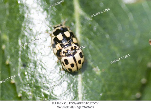 Four Fourteen-spotted Ladybird, Propylea quatuordecimpunctata. Small yellow Ladybird with 14 spots, commonly marked with a cross on wings