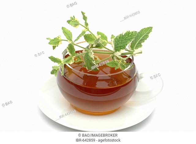 Apple Mint, Pineapple Mint (Mentha suaveolens) tea, herbal tea
