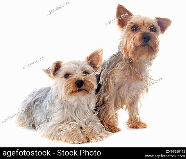 yorkshire terriers in front of white background