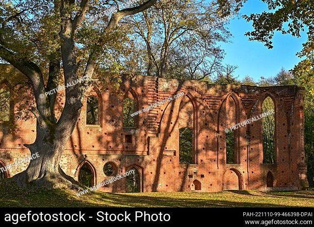06 November 2022, Brandenburg, Boitzenburg: The morning sun shines through the canopy of ancient oaks onto the remains of the monastery ruins