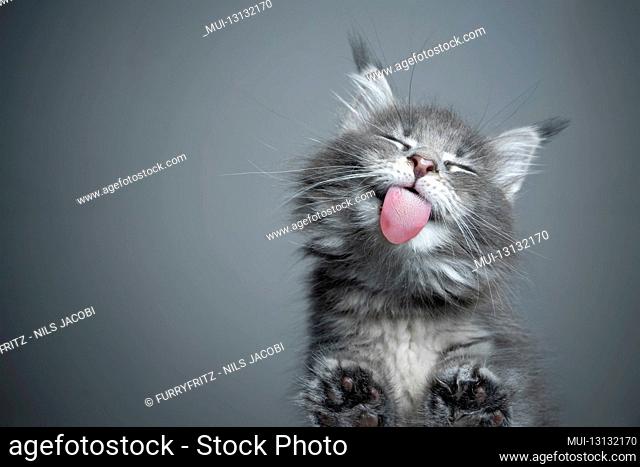 bottom view of a cute blue tabby maine coon kitten licking glass table on gray background with copy space