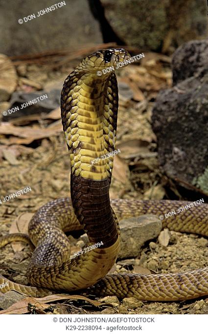 Egyptian cobra (Naja haje)- captive, McLure, Pennsylvania, Africa Arabian Peninsula