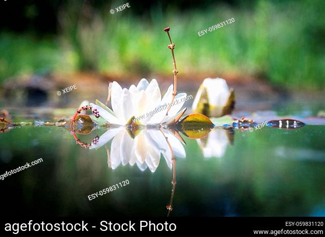 Close up white water lily on a lake