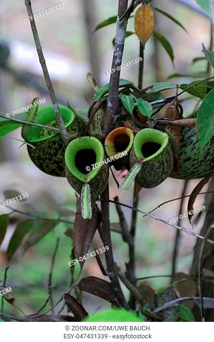 Kannnenpflanze in der Natur auf der Insel Borneo, Malaysia