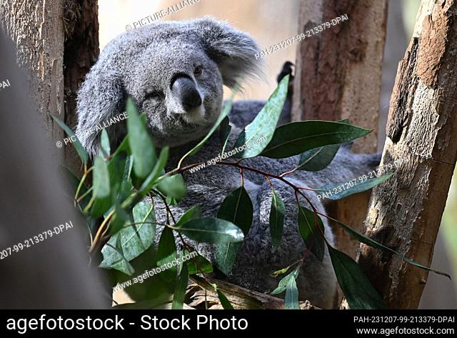 07 December 2023, Saxony, Leipzig: The female koala Erlinga looks at her food. At the end of November, the two-year-old female koala from Duisburg Zoo came to...