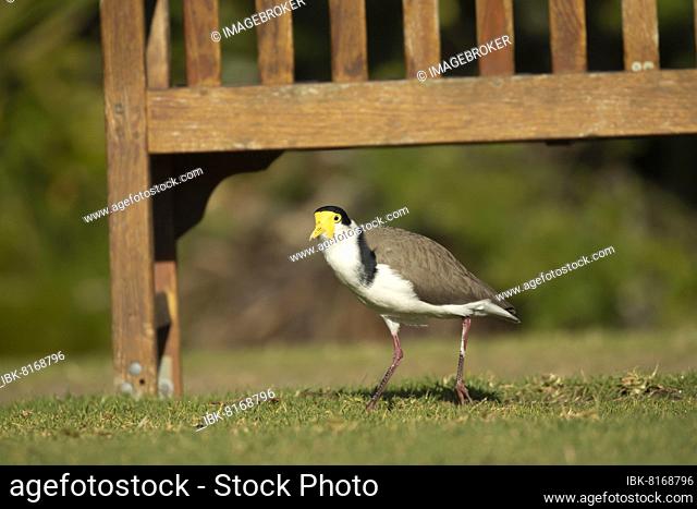 Masked lapwing (Vanellus miles) adult bird on a grass lawn, Royal Botanical gardens, Sydney, New South Wales, Australia, Oceania
