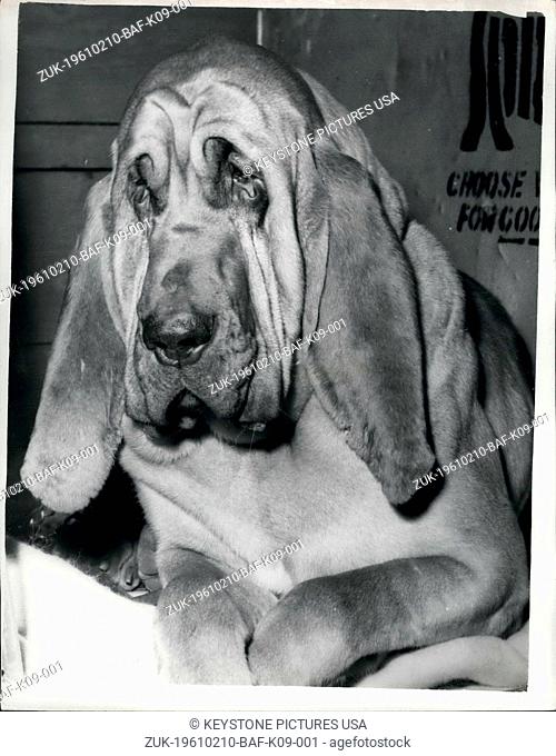 Feb. 10, 1961 - Opening of Cruft's show - at Olympia: Nearly eight thousand entries are taking part in Cruft's Dog show - which opened at Olympia this morning
