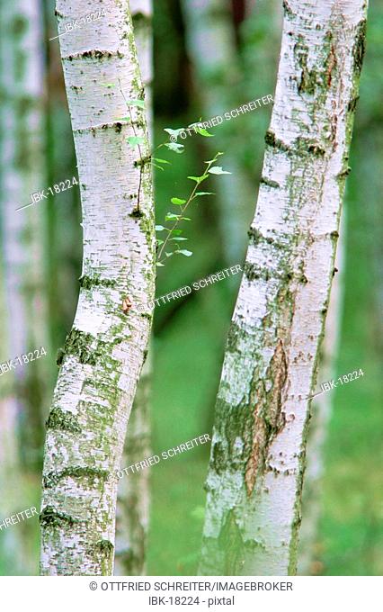 Birch trunks, birch forest