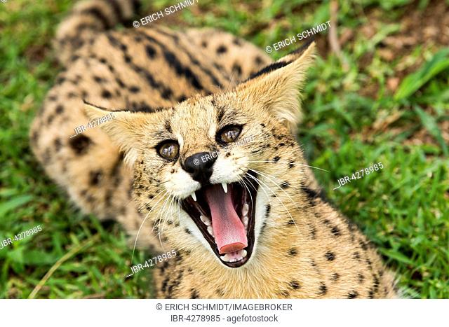 Hissing serval (Leptailurus serval), age 2 years, captive