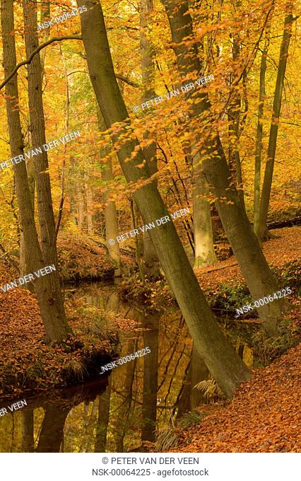 autumn forest river, the netherlands, Leuvenumse bos