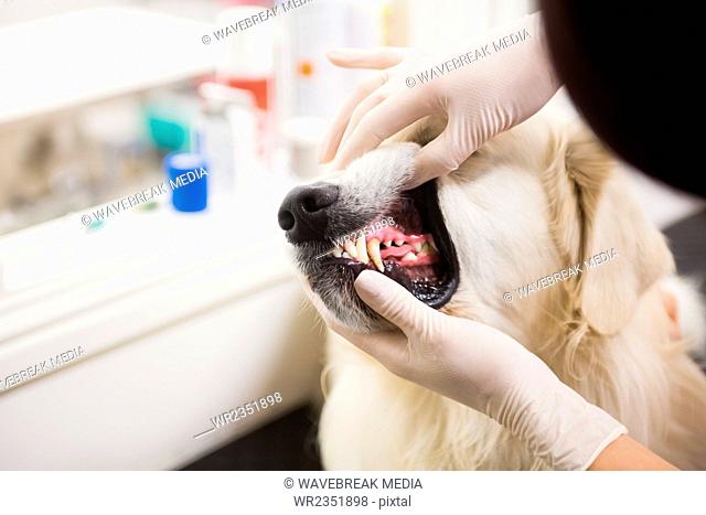 Veterinarian examining labrador retrievers teeth