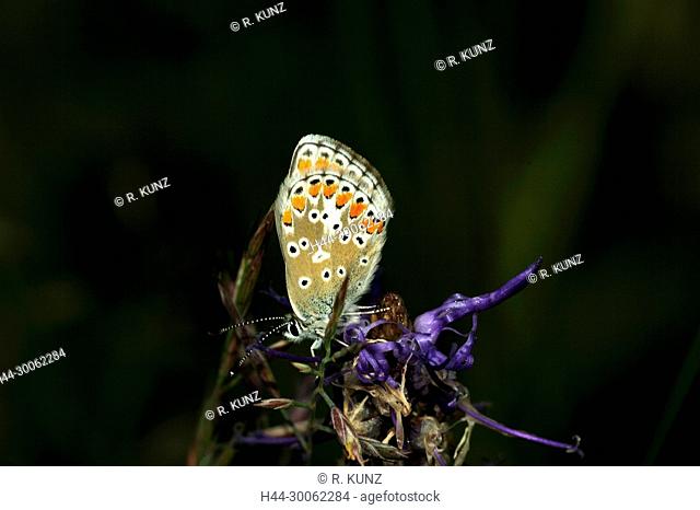 Little Sunflower Blue, Polyomammatus (Aricia) agestis, Lycaenidae, female, butterfly, insect, animal, on bellflower, Leuk, Canton of Valais, Switzerland