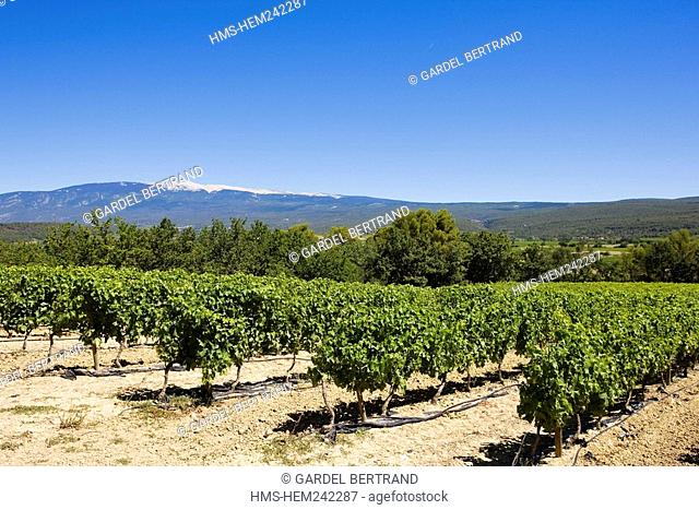 France, Bouches du Rhone, vineyards near Sainte Victoire Mountain