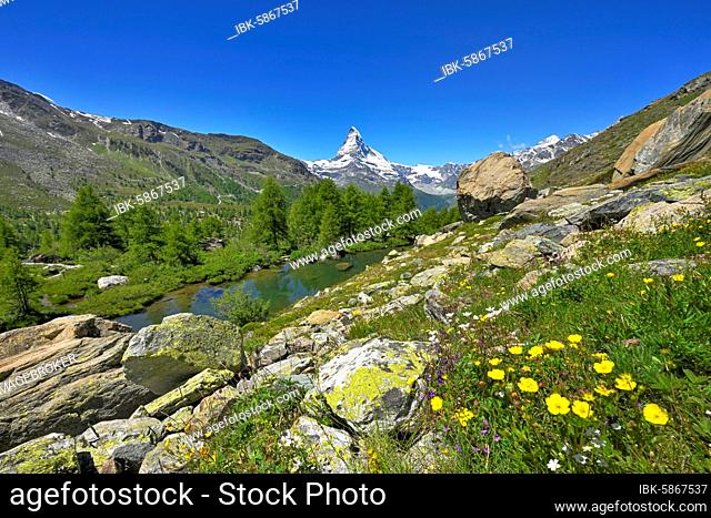 Alpine meadow of blossoming yellow flowers at the Grindjisee, behind snow-covered Matterhorn, Valais Alps, Canton Valais, Switzerland, Europe