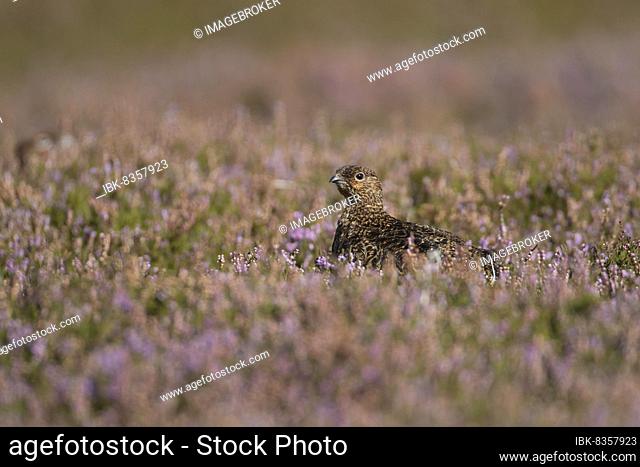 Red grouse (Lagopus lagopus scotica) adult female bird on a Summer moorland in flowering Heather plants, Yorkshire, England, United Kingdom, Europe
