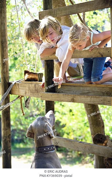 Children feeding a dog from tree house