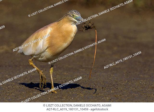 Squacco Heron, Ardeola ralloides