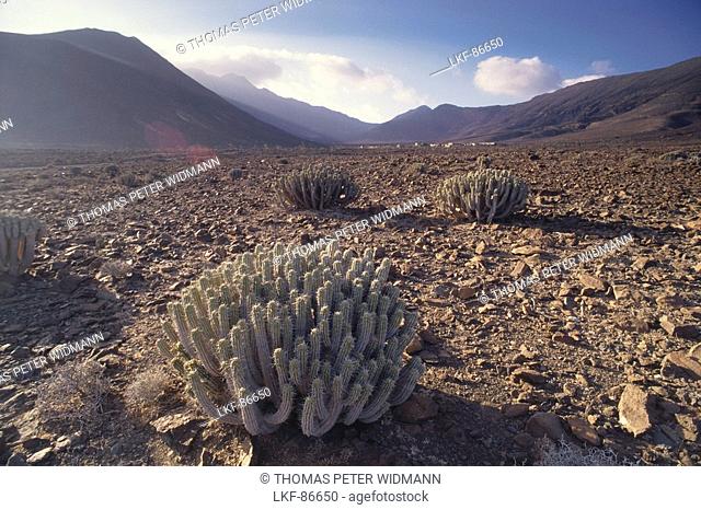 Desert with endemic Jandia Spurge, Succulent Euphorbia, Barranco de Gran Valle, Jandia Peninsula, Fuerteventura, Canary Islands, Spain