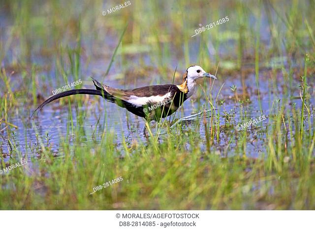 Sri Lanka, Wilpattu national patk, Pheasant-tailed jacana (Hydrophasianus chirurgus)