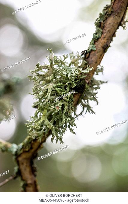 Lichens on branch in Scandinavia