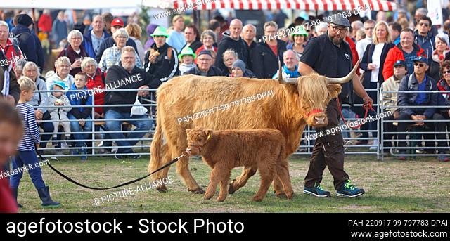 17 September 2022, Saxony-Anhalt, Magdeburg: Cattle and cows of the Highland Cattle breed will be presented at an animal show at the 27th State Harvest Festival...