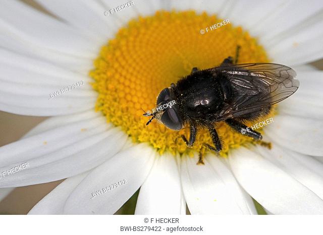Narcissus bulb fly, greater bulb fly, large bulb fly, large Narcissus fly Merodon equestris, on daisy, Germany