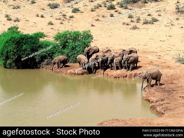 21 May 2001, South Africa, Port Elizabeth: A herd of elephants drinks at the watering hole in Addo National Park in South Africa