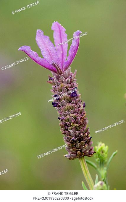 French lavender, Lavandula stoechas / Schopflavendel, Lavandula stoechas