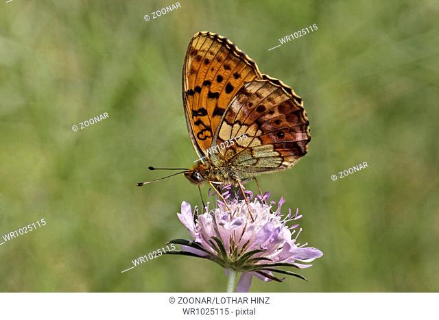 Brenthis daphne, Marbled Fritillary on Scabious