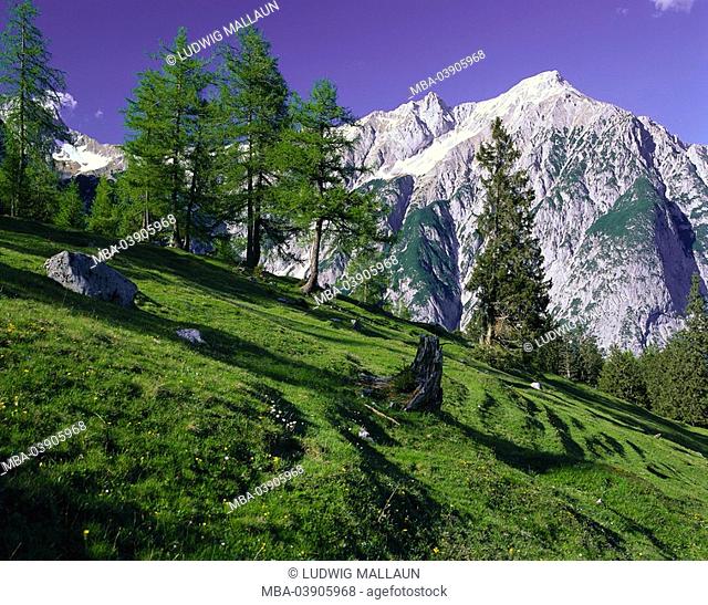 Austria, Tyrol, Gnadenwald, Walder Alm, gaze, Hochnissl, 2547m, summer, North-Tyrol, Alps, mountains, high mountain regions, mountain-meadow, flower meadow