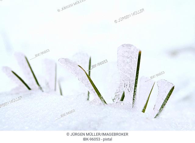 Ice crystals on green blades of grass