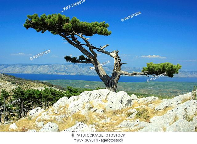 Pine tree below Sv  Nikola peak on Hvar Island, Croatia