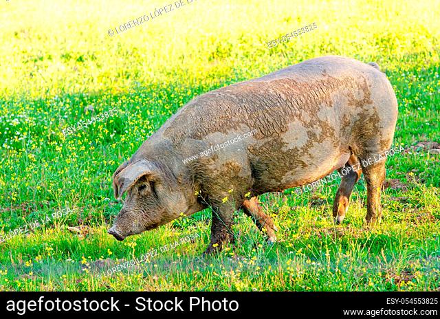 Iberican pig in the field, Extremadura